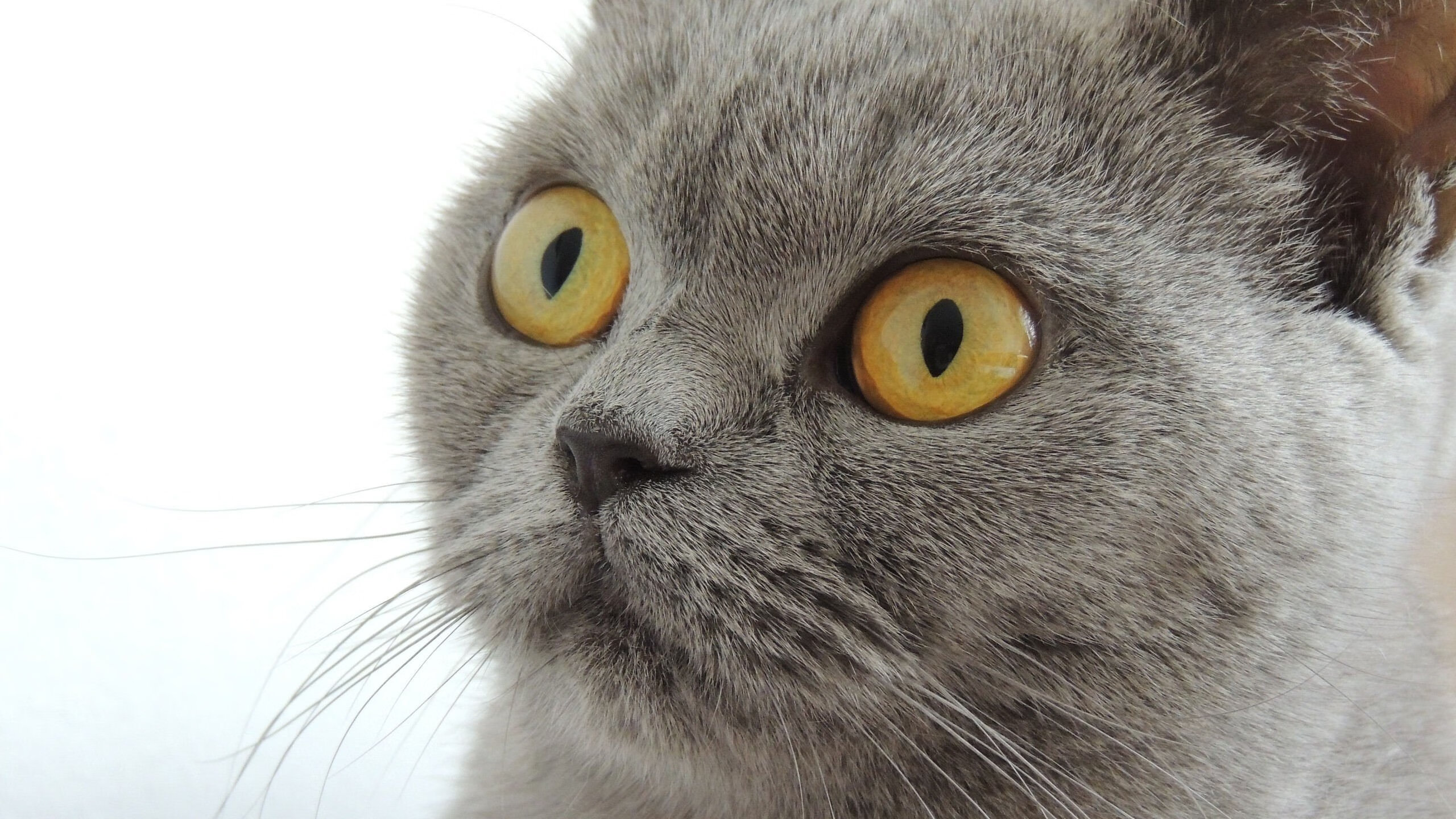 乐鱼体育app在线登录-新西兰全黑队全面开花，战术灵活多变，新西兰全黑队宣传视频